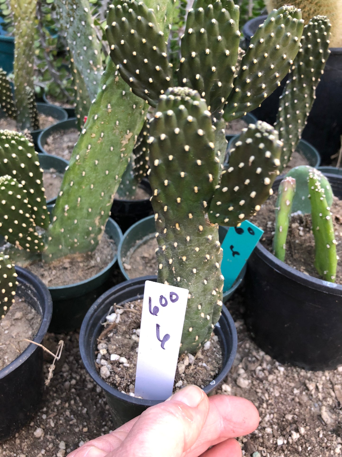 Opuntia Consolea rubescens Road Kill Cactus 6"Tall #600W