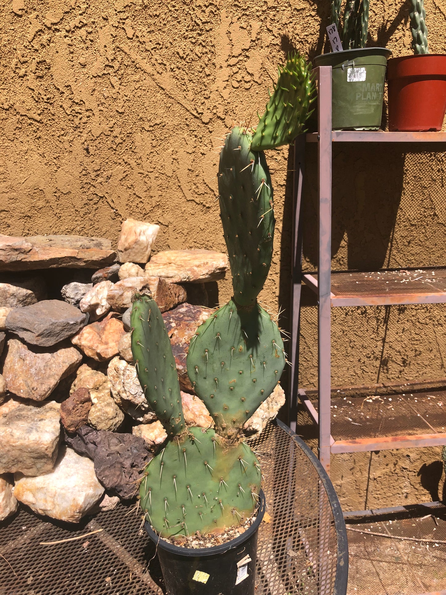 Opuntia engelmannii "Texas Prickly Pear" 23"Tall 8"Wide #238Y