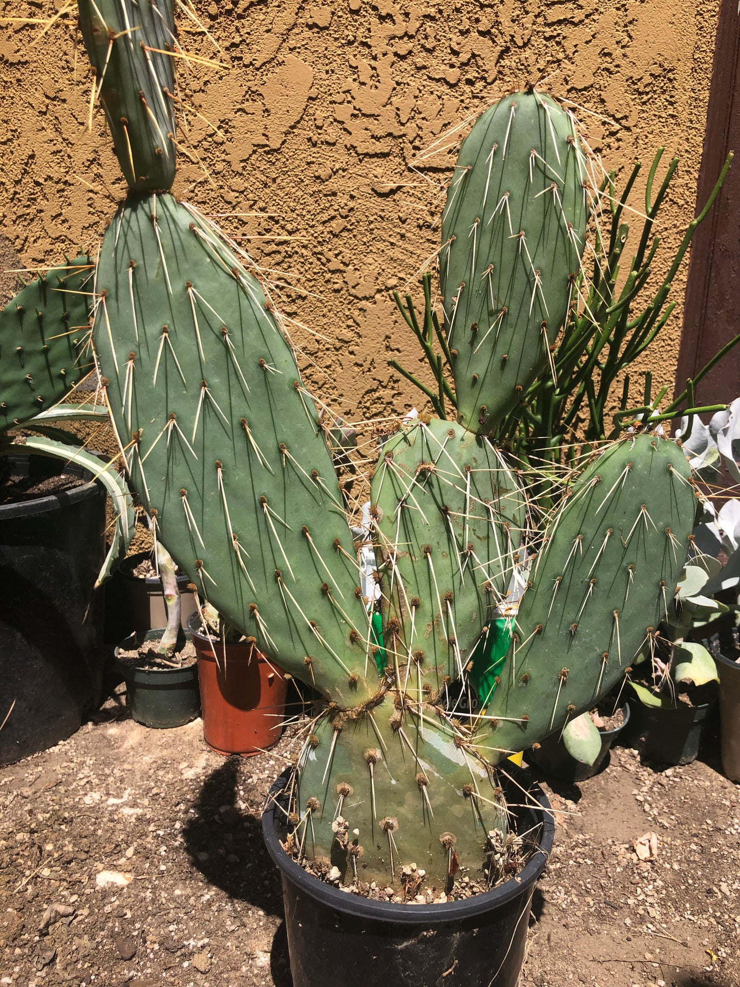 Opuntia engelmannii "Texas Prickly Pear" 20"Tall 12" Wide#200G
