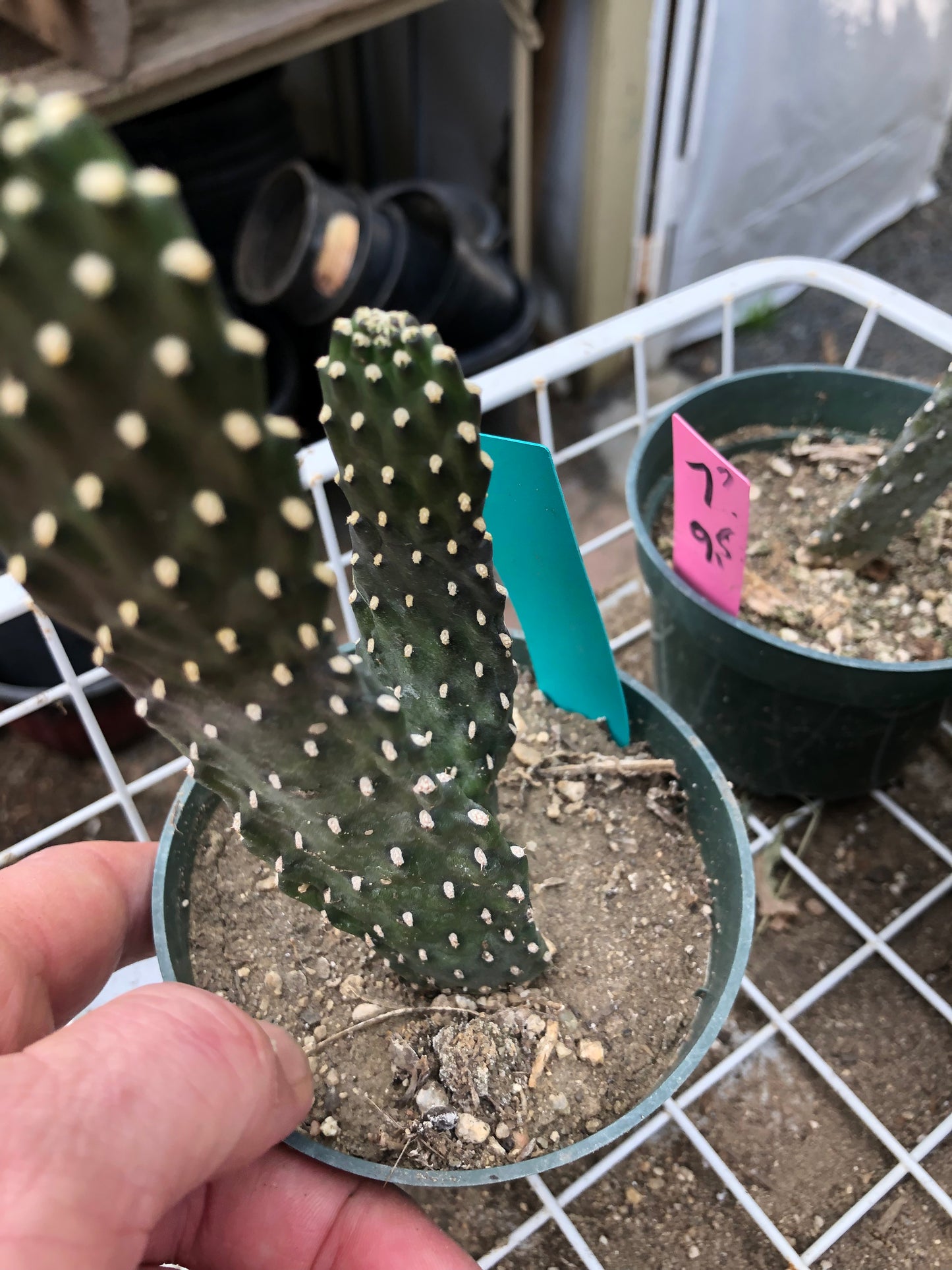 Opuntia Consolea rubescens Road Kill Cactus 6"Tall #67G