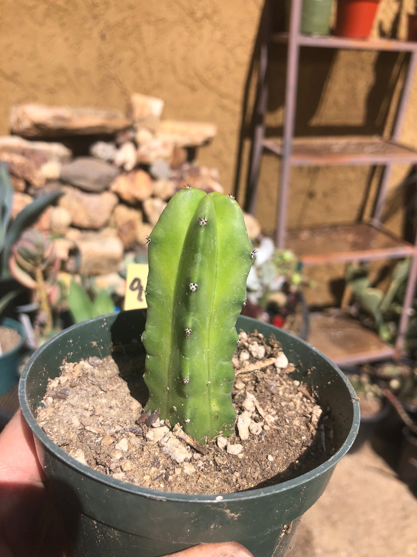 Myrtillocactus geometrizans Blue Myrtle Cactus 3"Tall #95Y