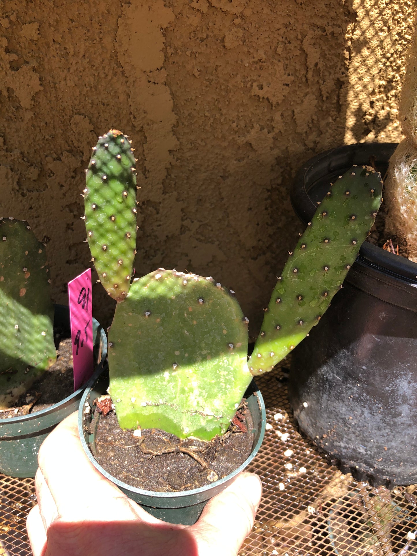 Opuntia Emerald wave Cactus 7”Tall #71G