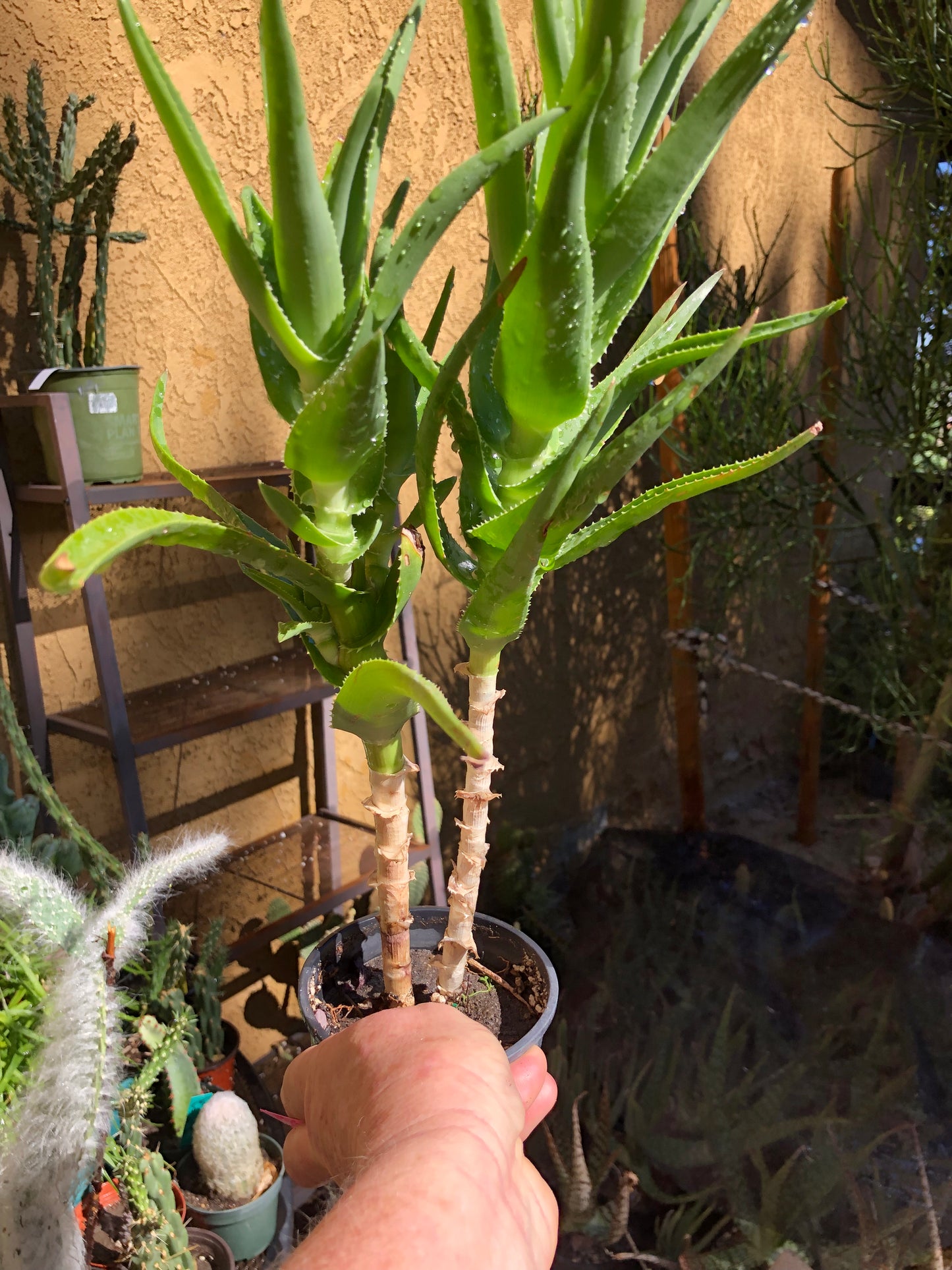 Aloe ciliaris Delaeti 17"Tall #170P