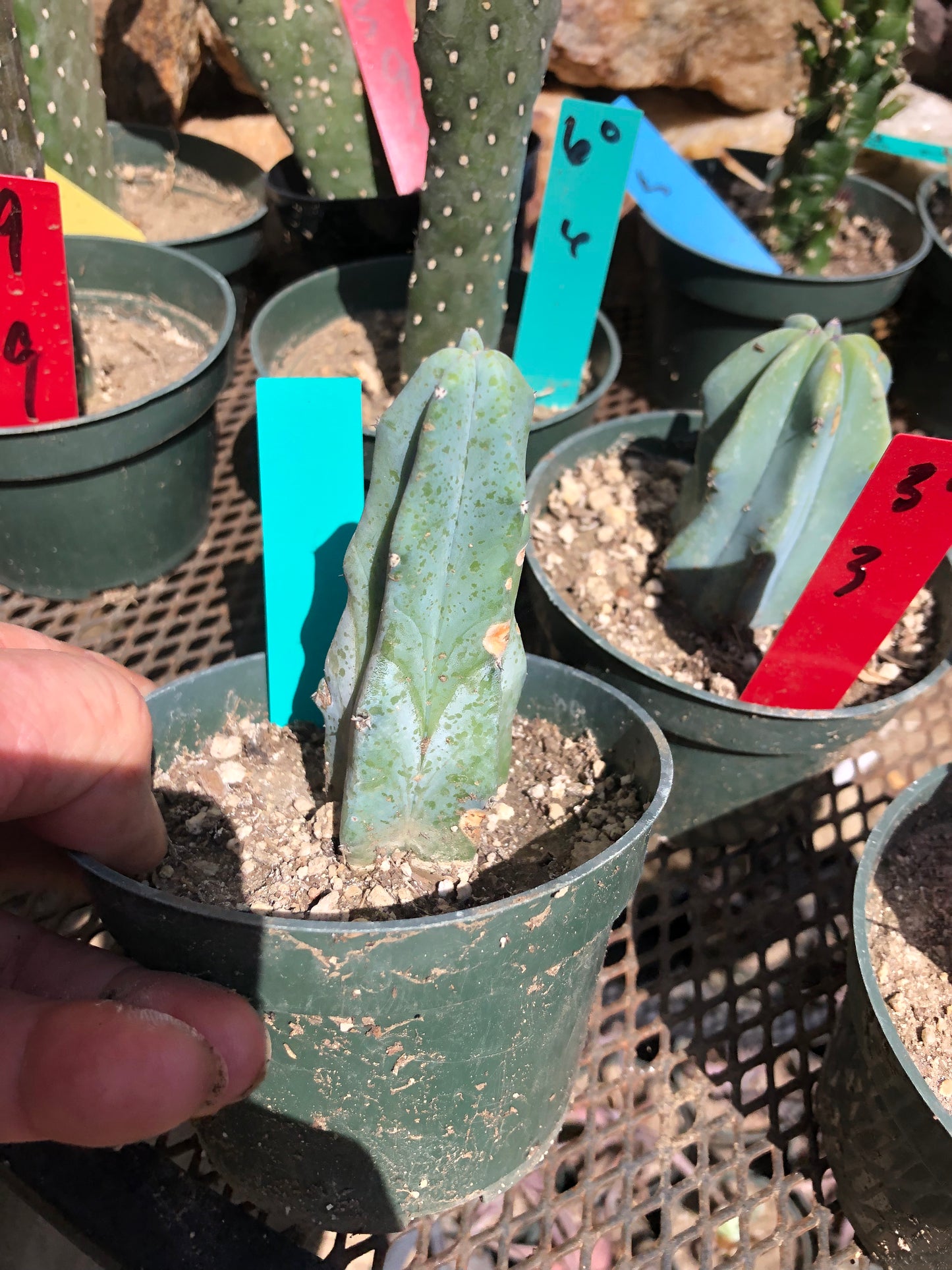 Myrtillocactus geometrizans Blue Myrtle Cactus 4"Tall #60G