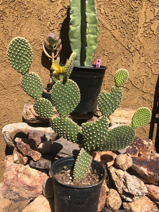 Opuntia microdasys Off White Bunny 14 "Tall