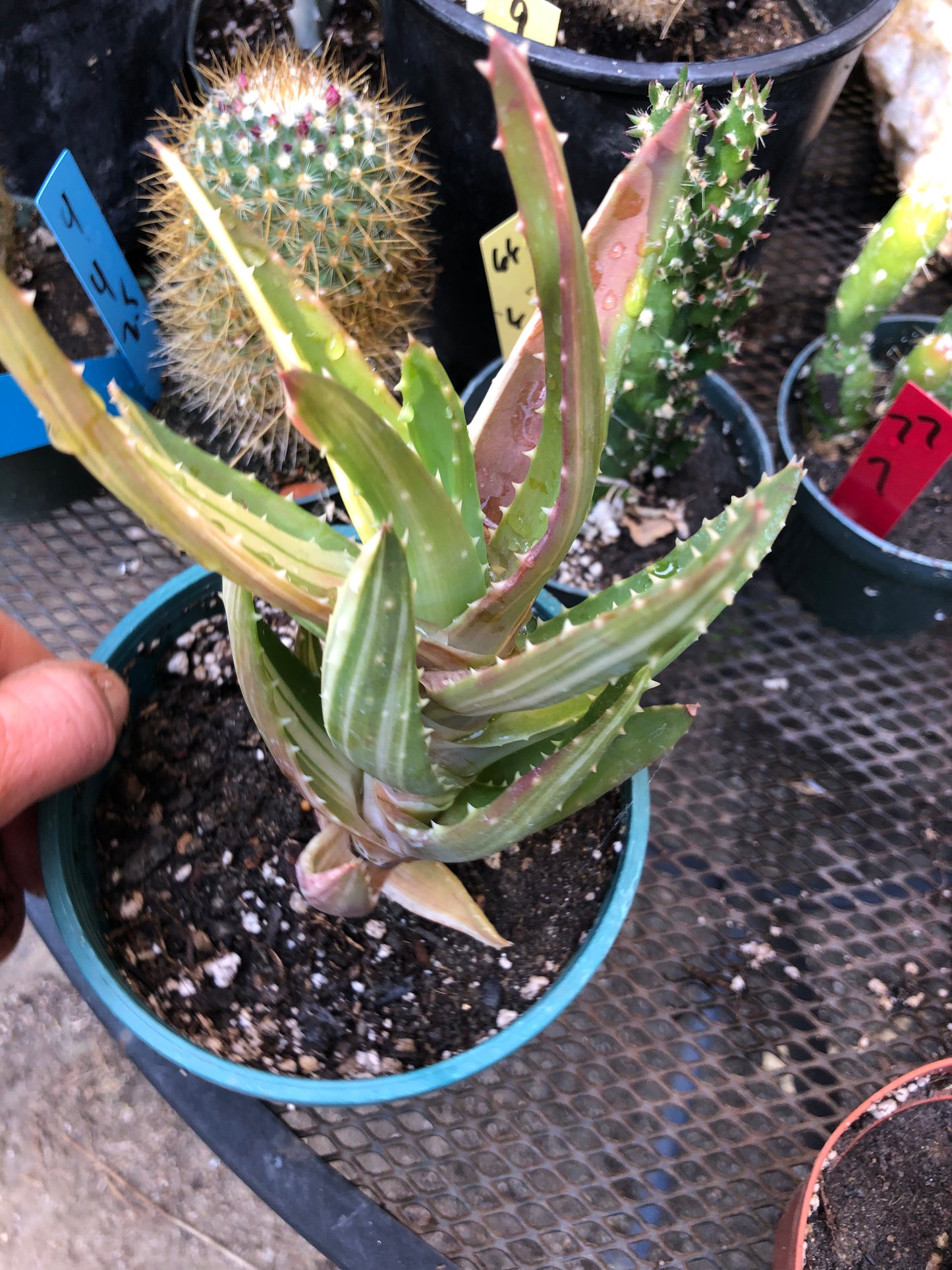 Golden Toothed Aloe - Aloe nobilis variegata Succulent 4" Wide 4" Tall