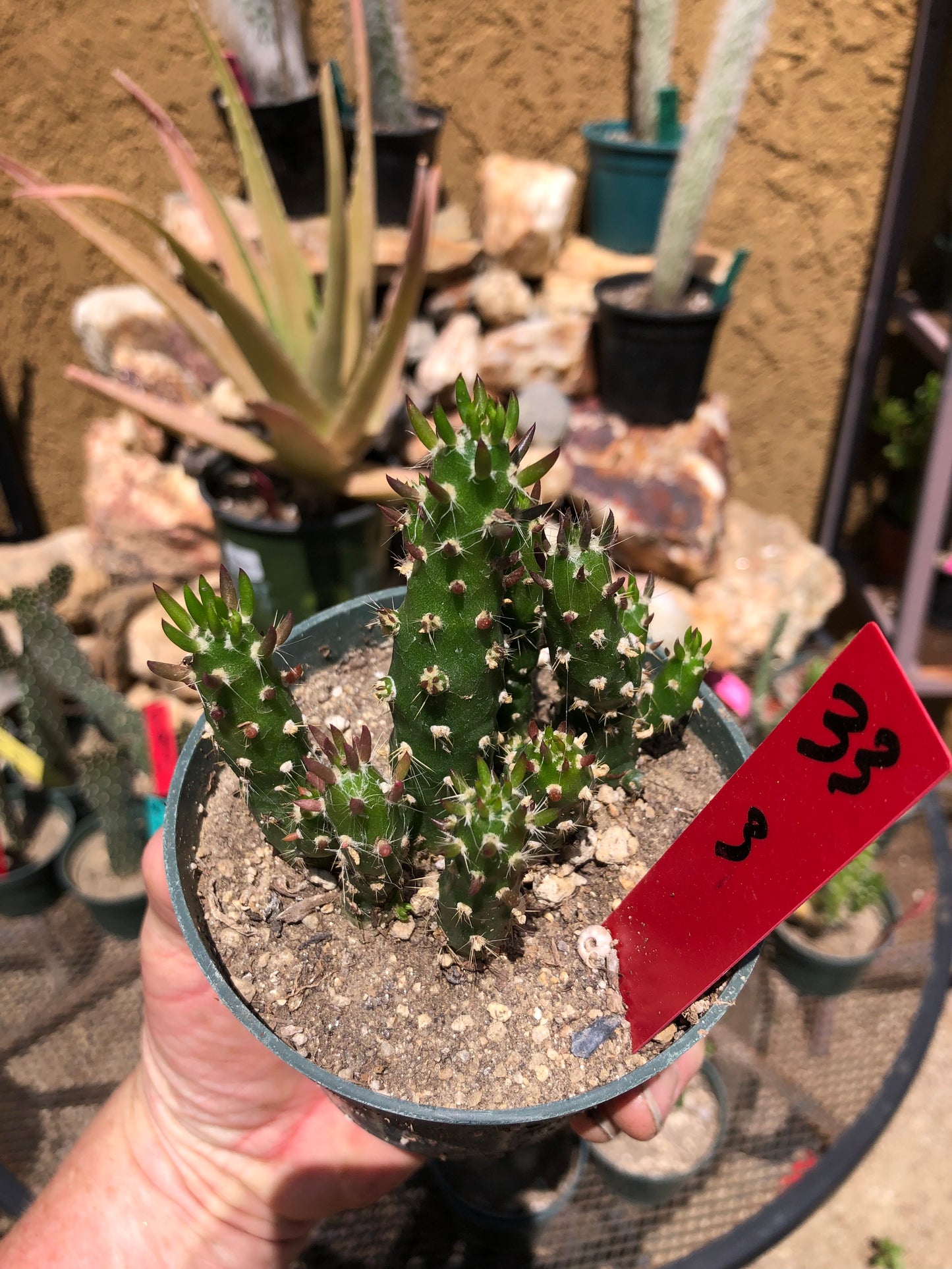 Austrocylindropuntia Cactus Gumbi Mini Eve's Needle 3"Tall #33R