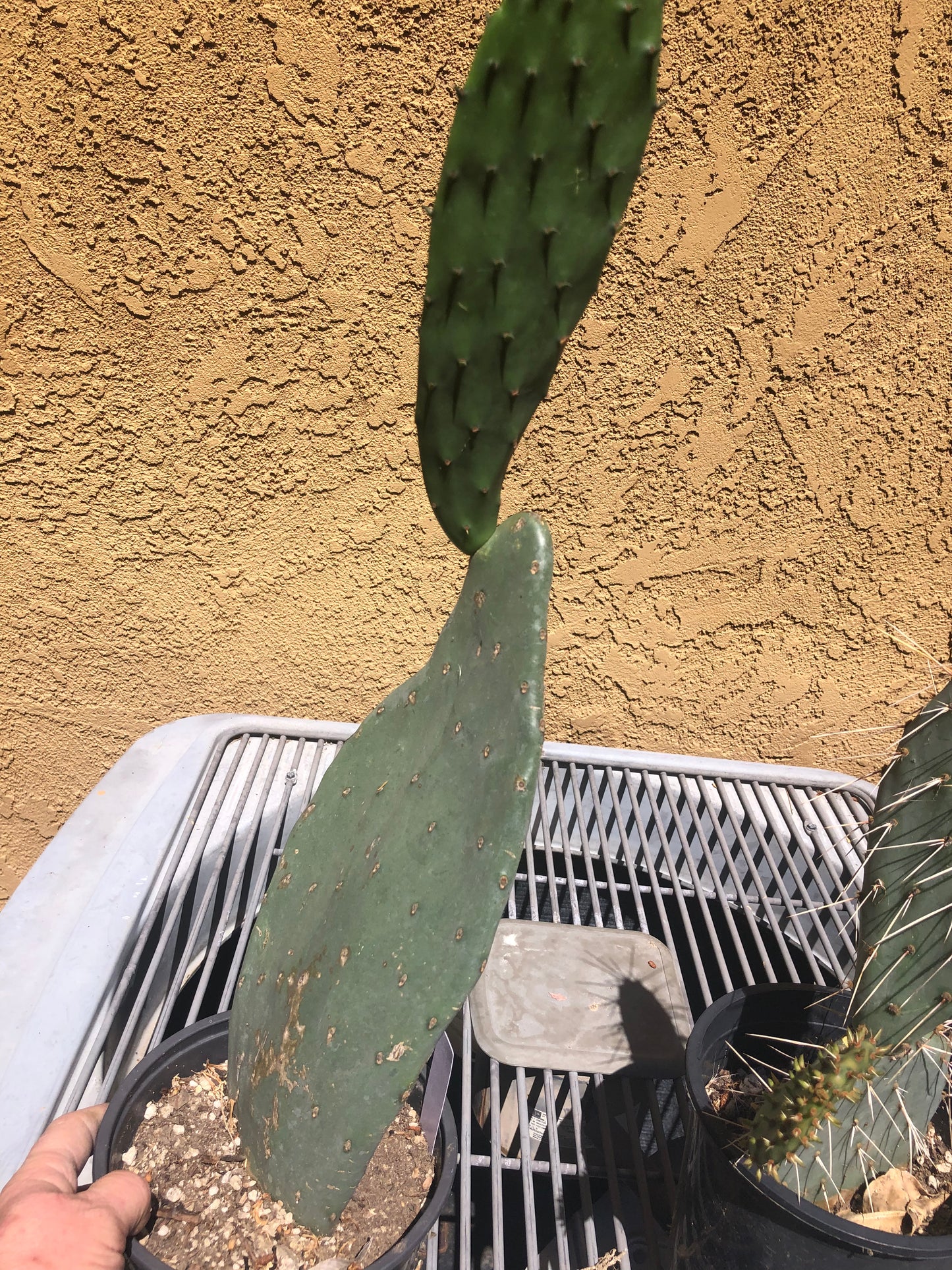 Opuntia "Spineless Prickly Pear" 21"Tall #21W