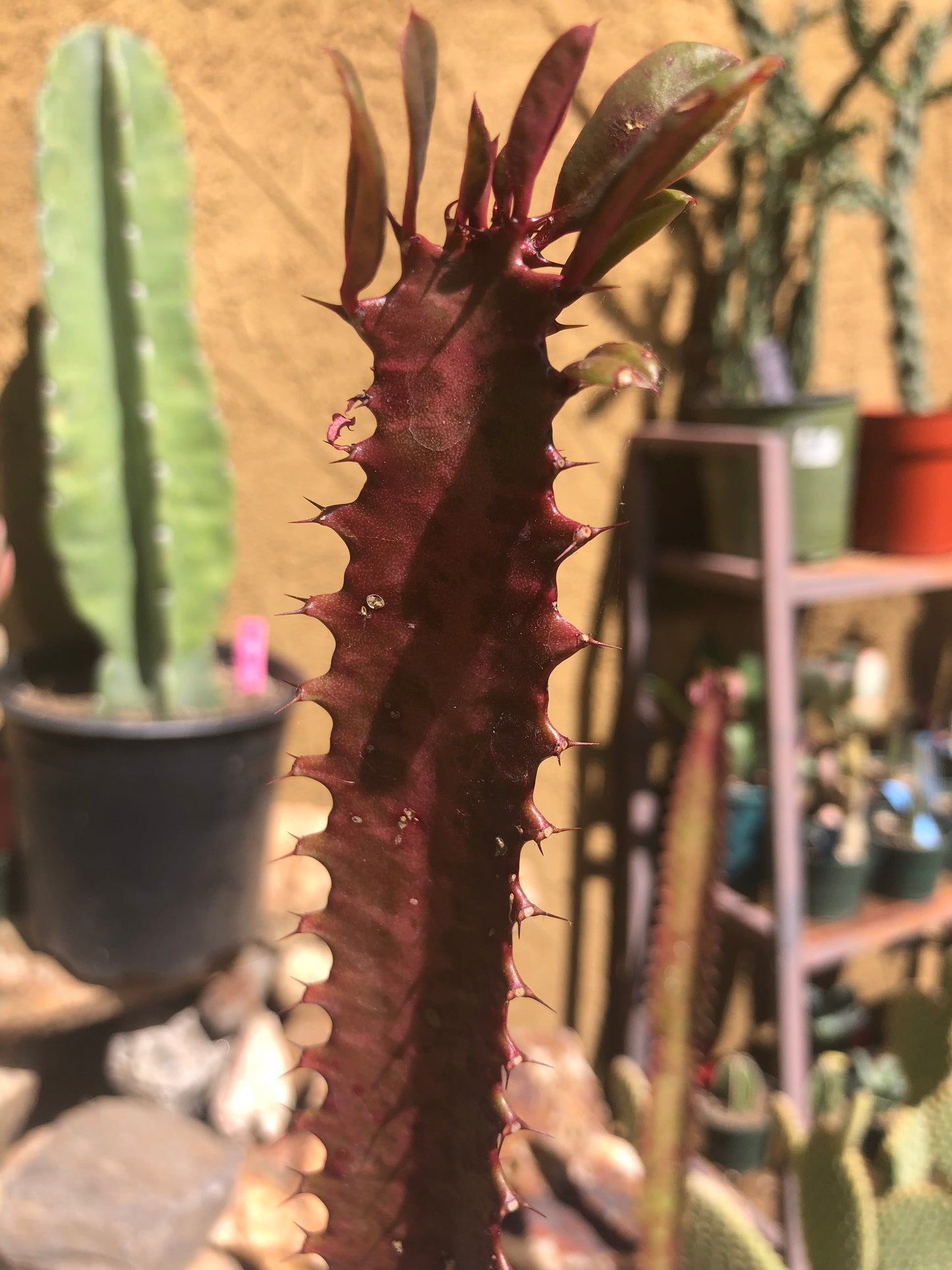 Euphorbia Royal Red Trigona 18”Tall #182P