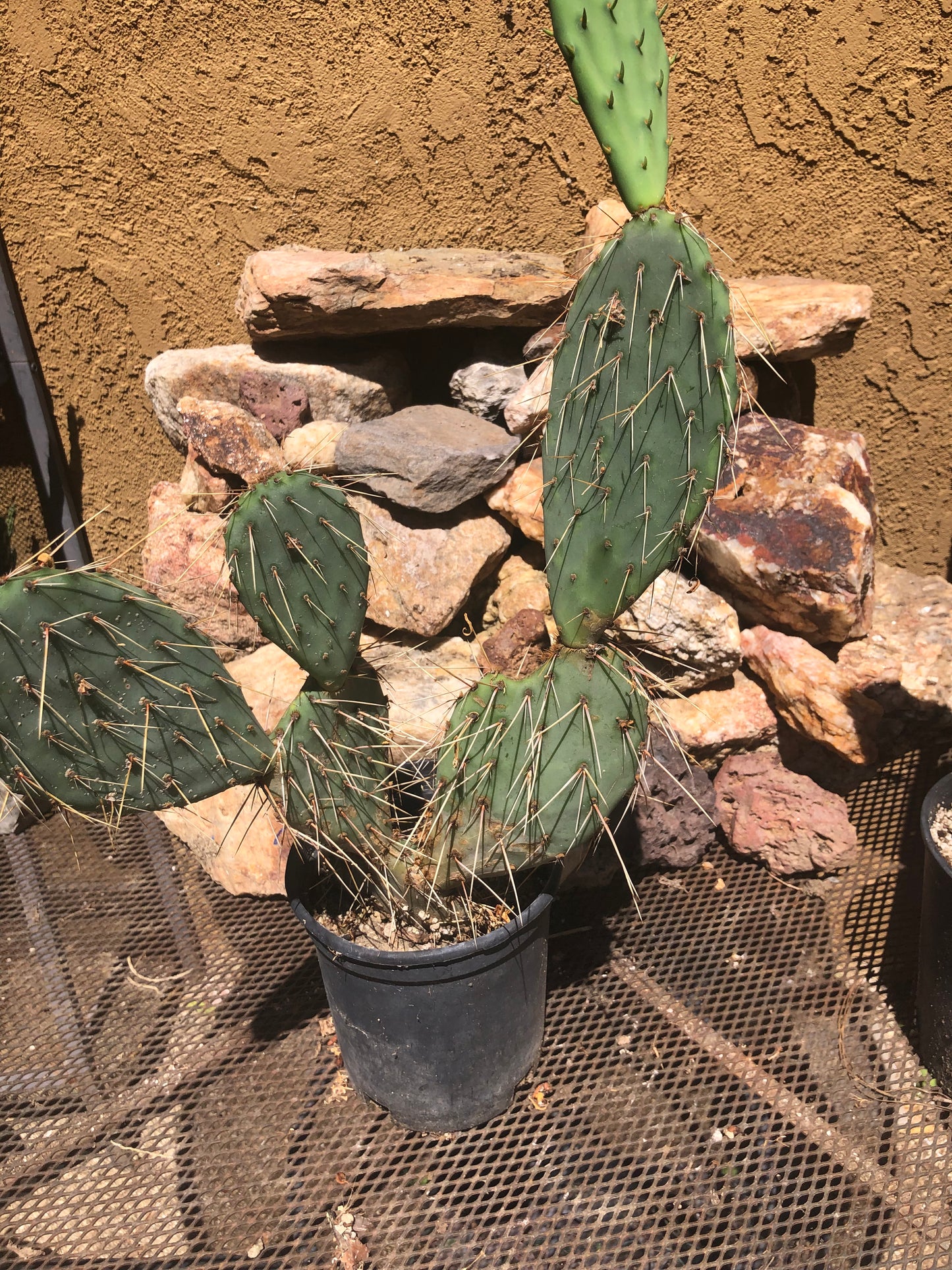 Opuntia engelmannii "White Thorned Prickly Pear" 21"Tall 13"Wide  #210W