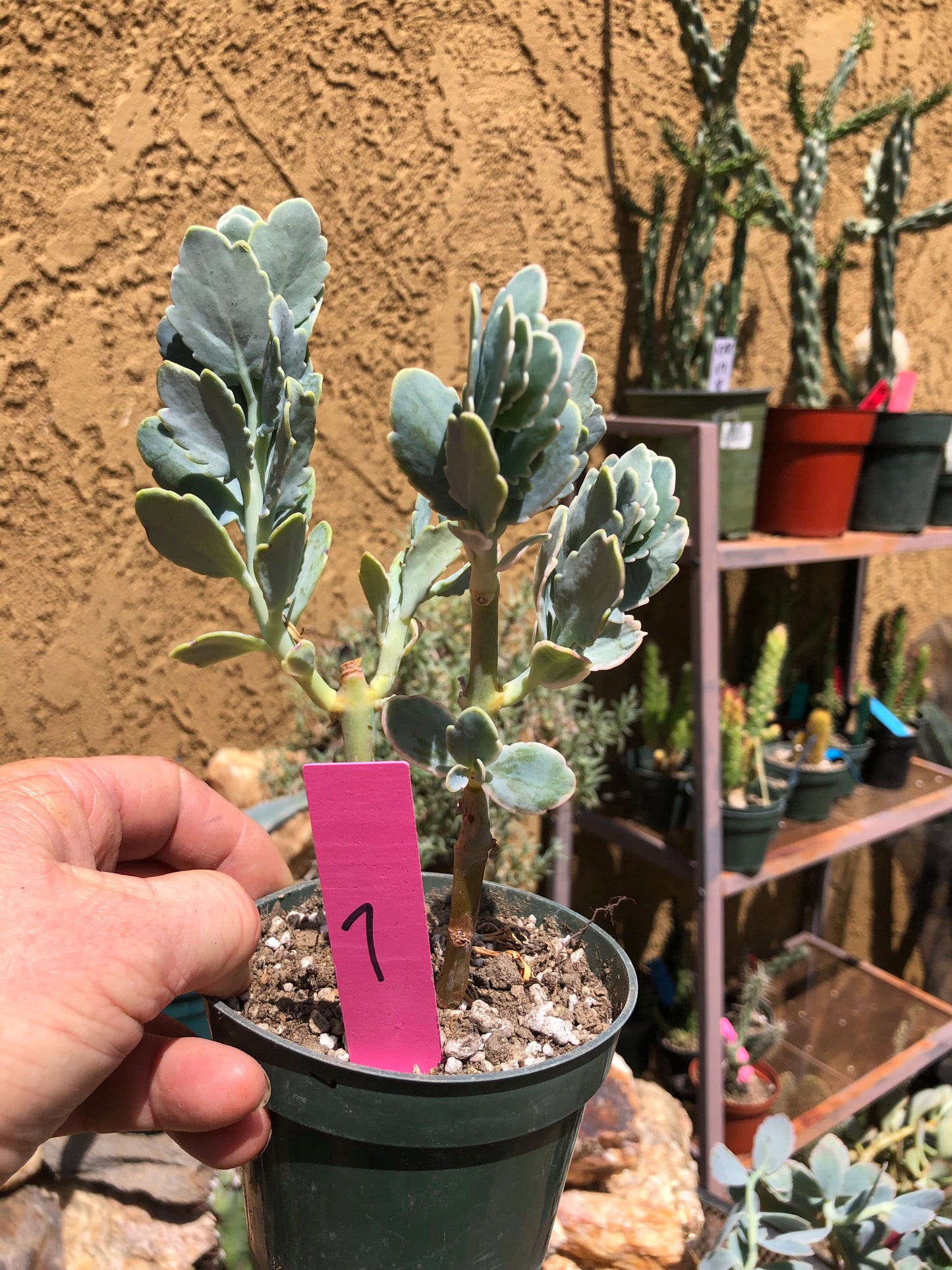 Kalanchoe fedtschenkoi variegata Succulent 7" Tall #7P