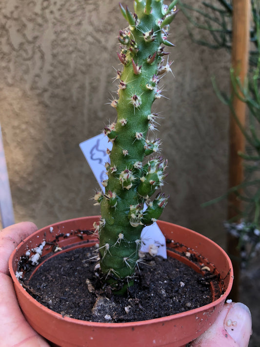 Austrocylindropuntia Cactus Gumbi Mini Eve's Needle 5.5"Tall #55W