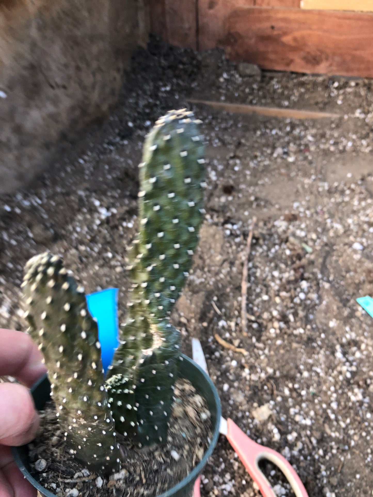 Opuntia Consolea rubescens Road Kill Cactus 7"Tall #777B