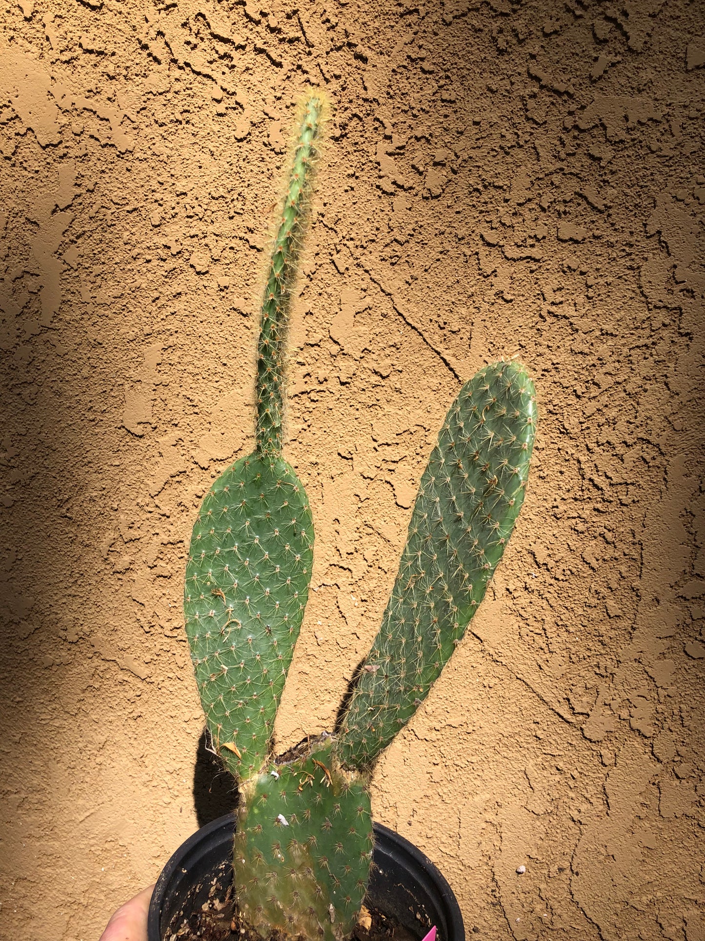 Opuntia Scheerii "Prickly Pear" 18"Tall #18P
