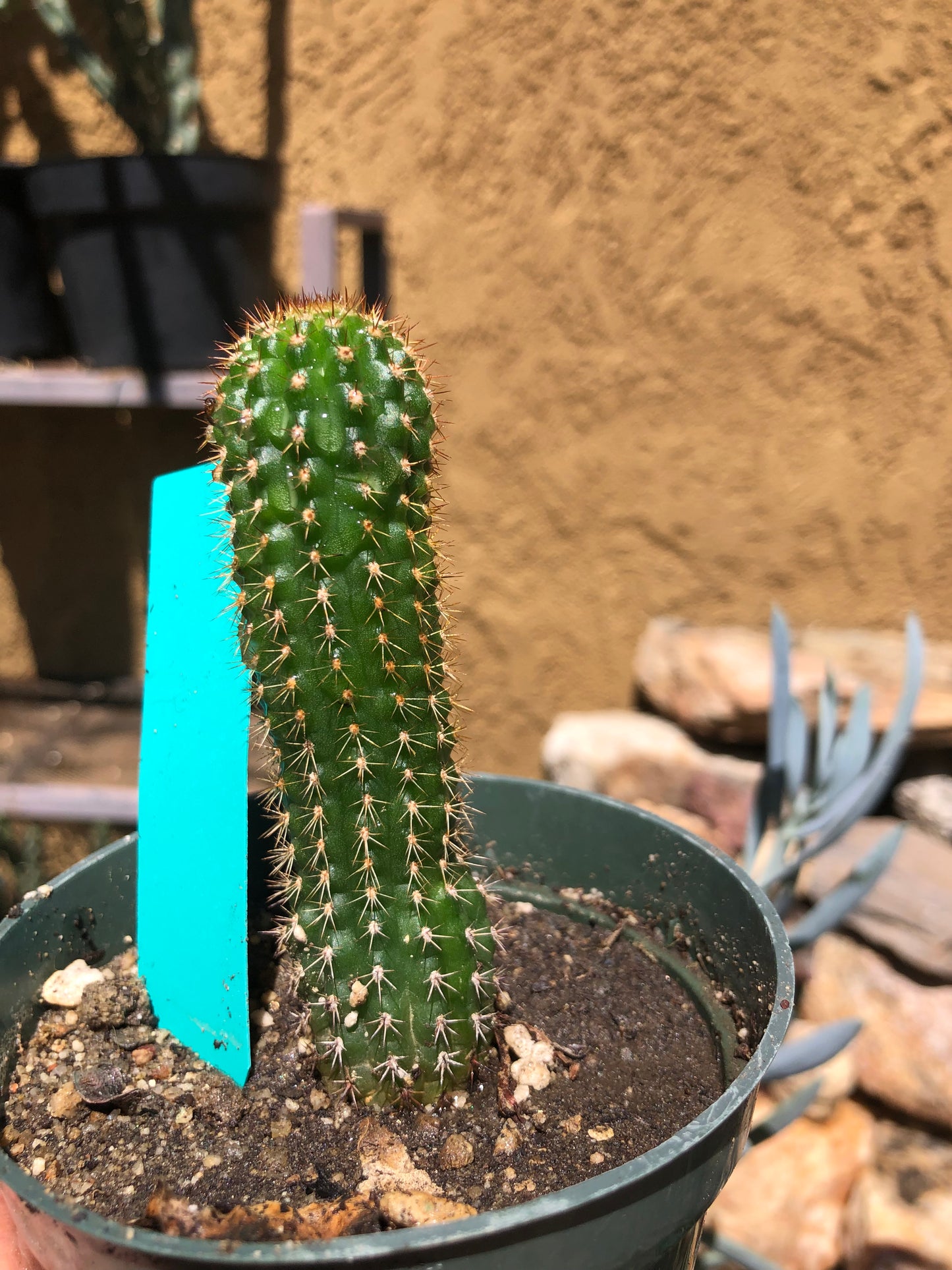 Trichocereus brevispinulosus Indian Comb Cactus 3"Tall #33G