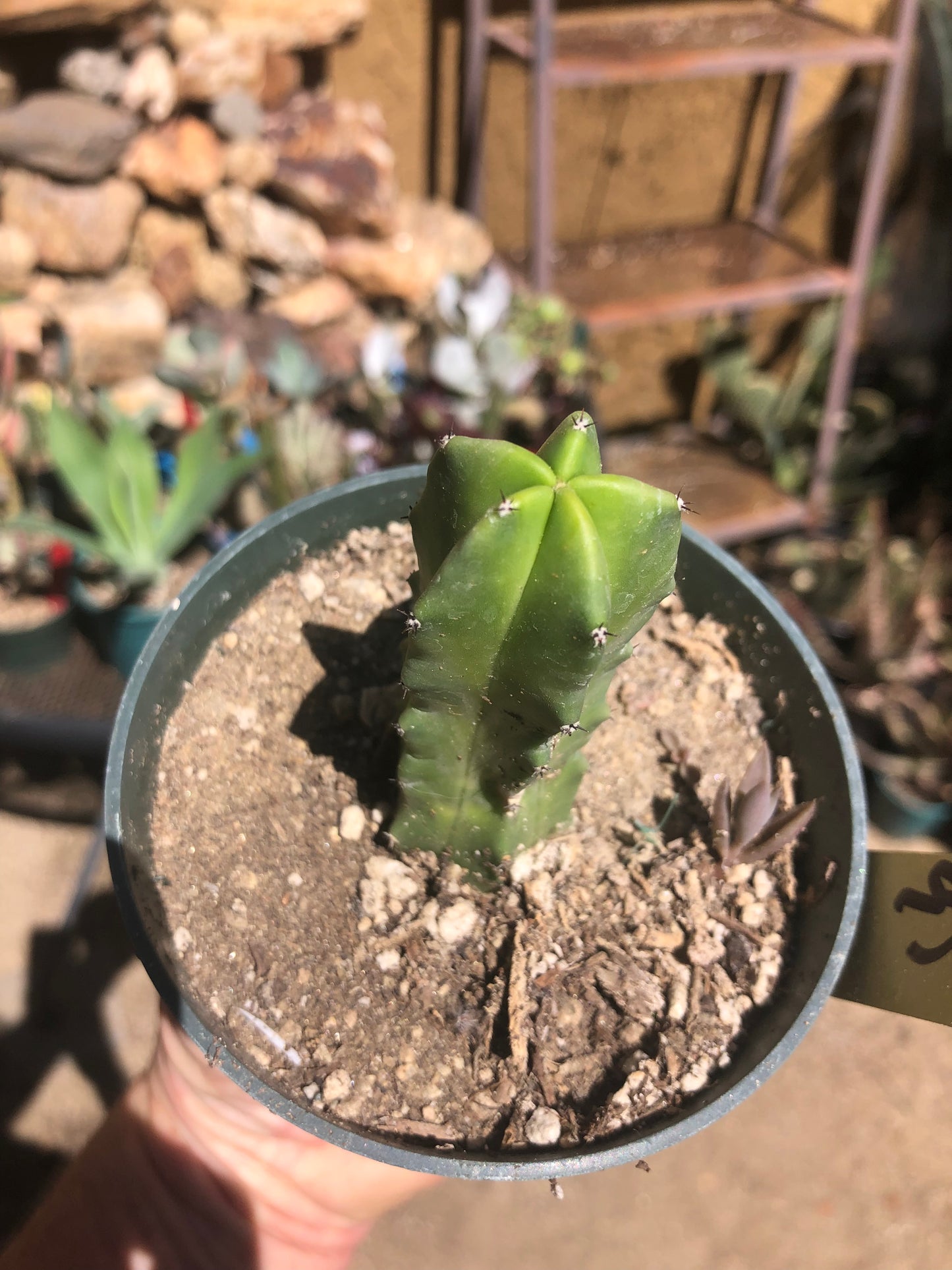Myrtillocactus geometrizans Blue Myrtle Cactus 3"Tall #95Y