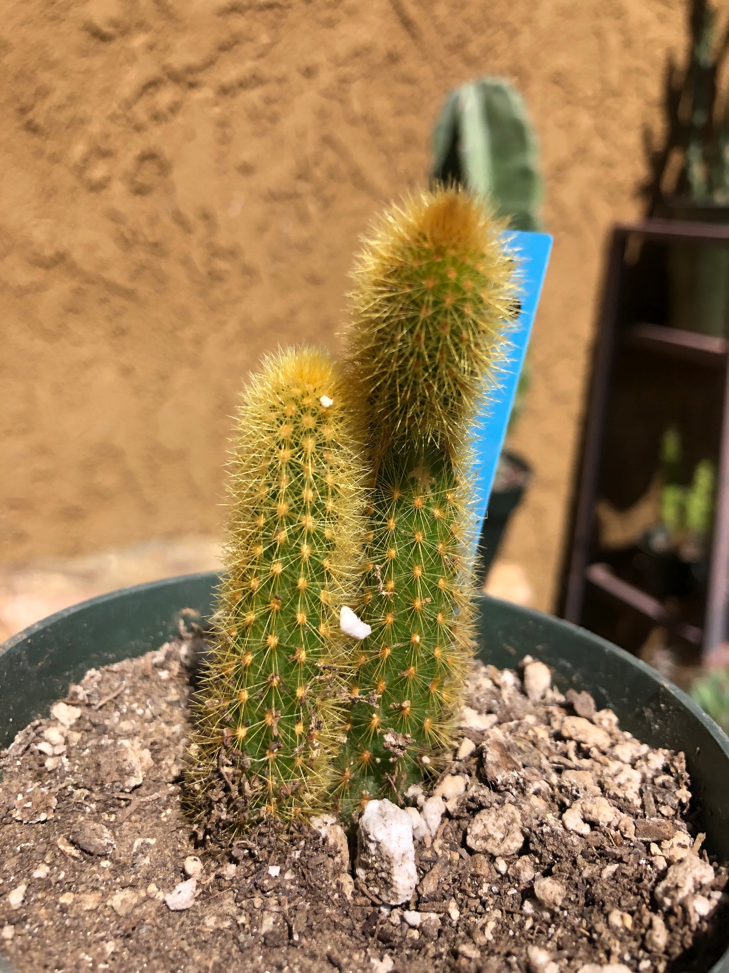 Cleistocactus winteri Golden Rat Tail Cactus 3”Tall #56B