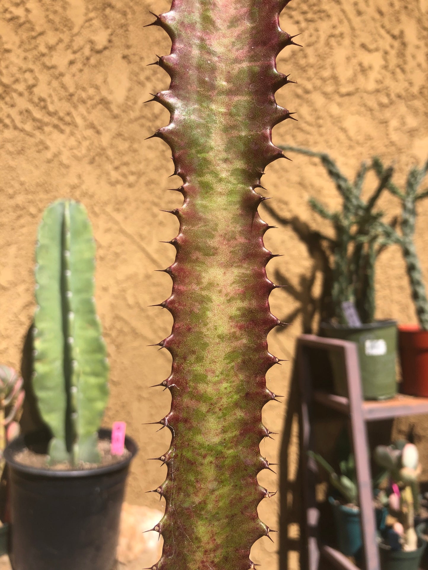 Euphorbia Royal Red Trigona 23”Tall #223W