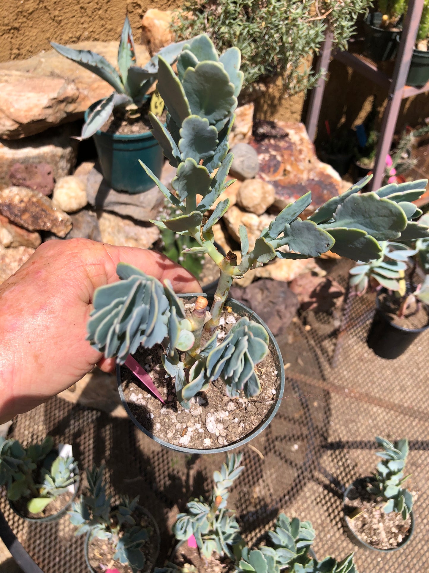 Kalanchoe fedtschenkoi variegata Succulent 7" Tall #7P