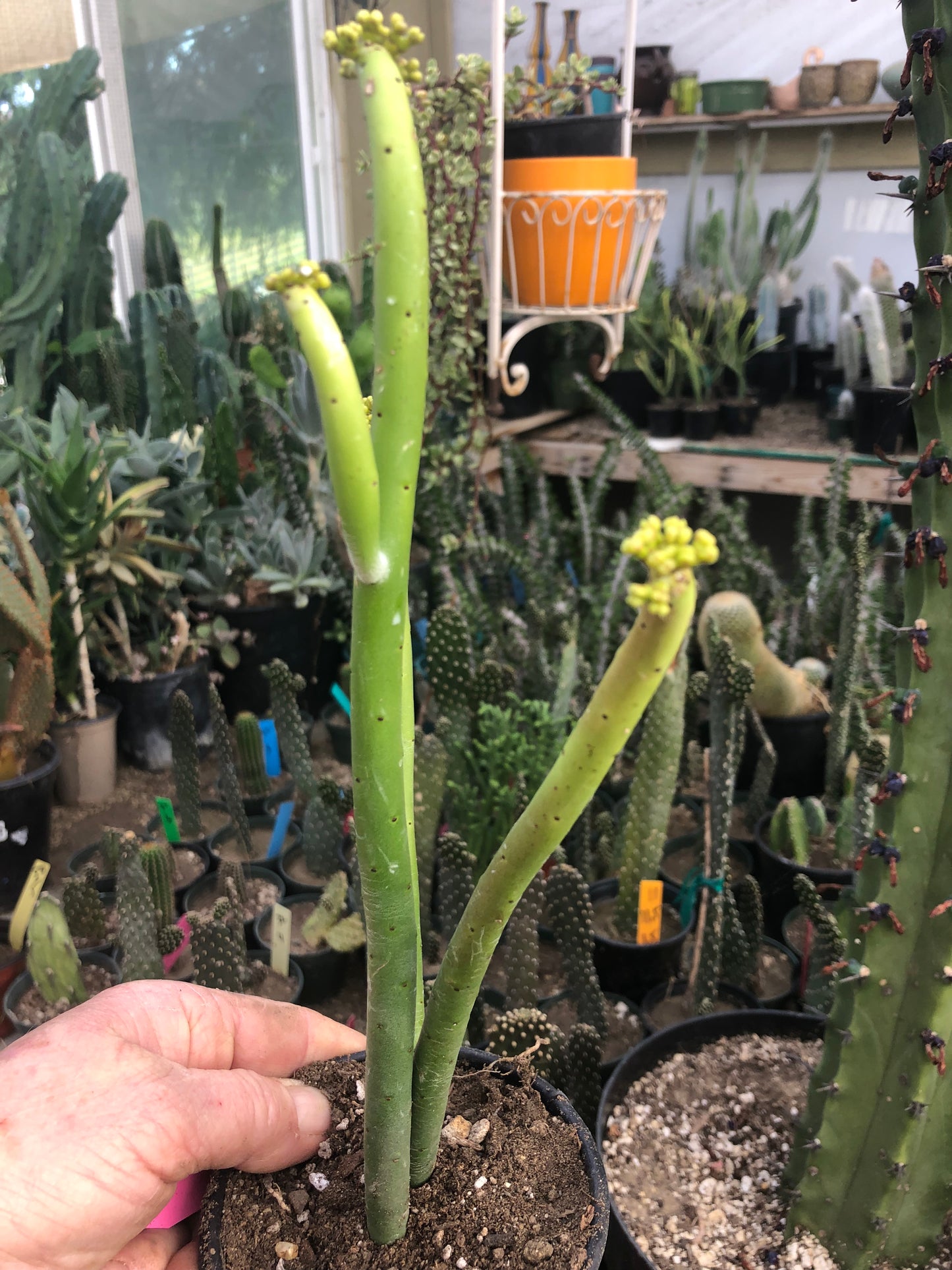 Euphorbia leucodendron Cat Tail 8"Tall