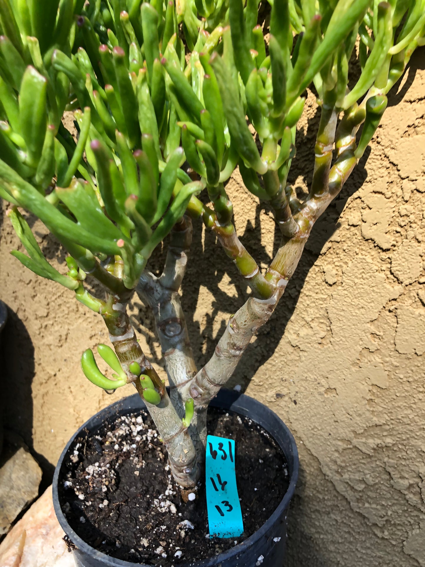 Crassula Gollum Jade Succulent Bonsai Style Living Plant 16”Tall #631G