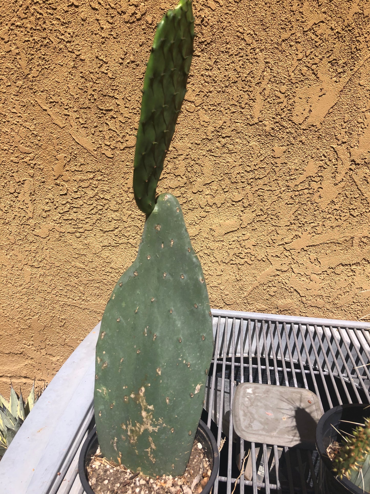 Opuntia "Spineless Prickly Pear" 21"Tall #21W