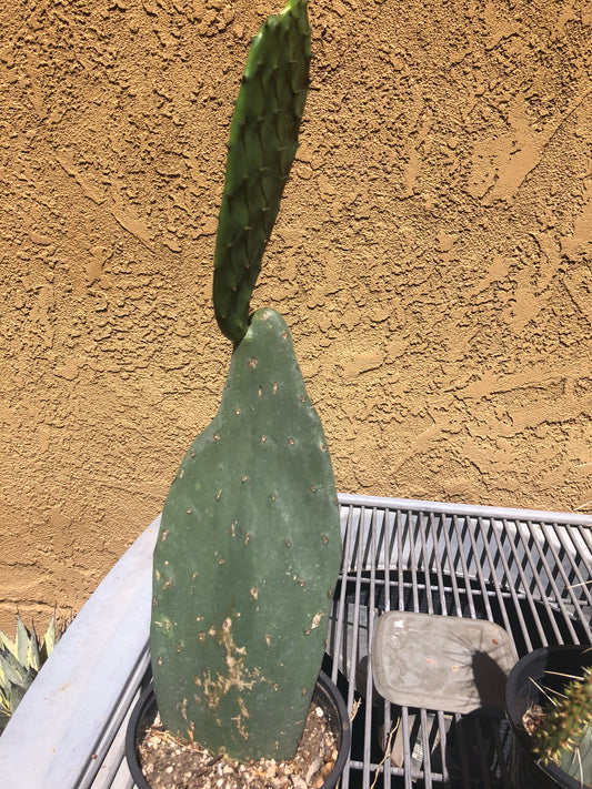 Opuntia Cows tongue "Spineless Prickly Pear" 21"Tall #21W