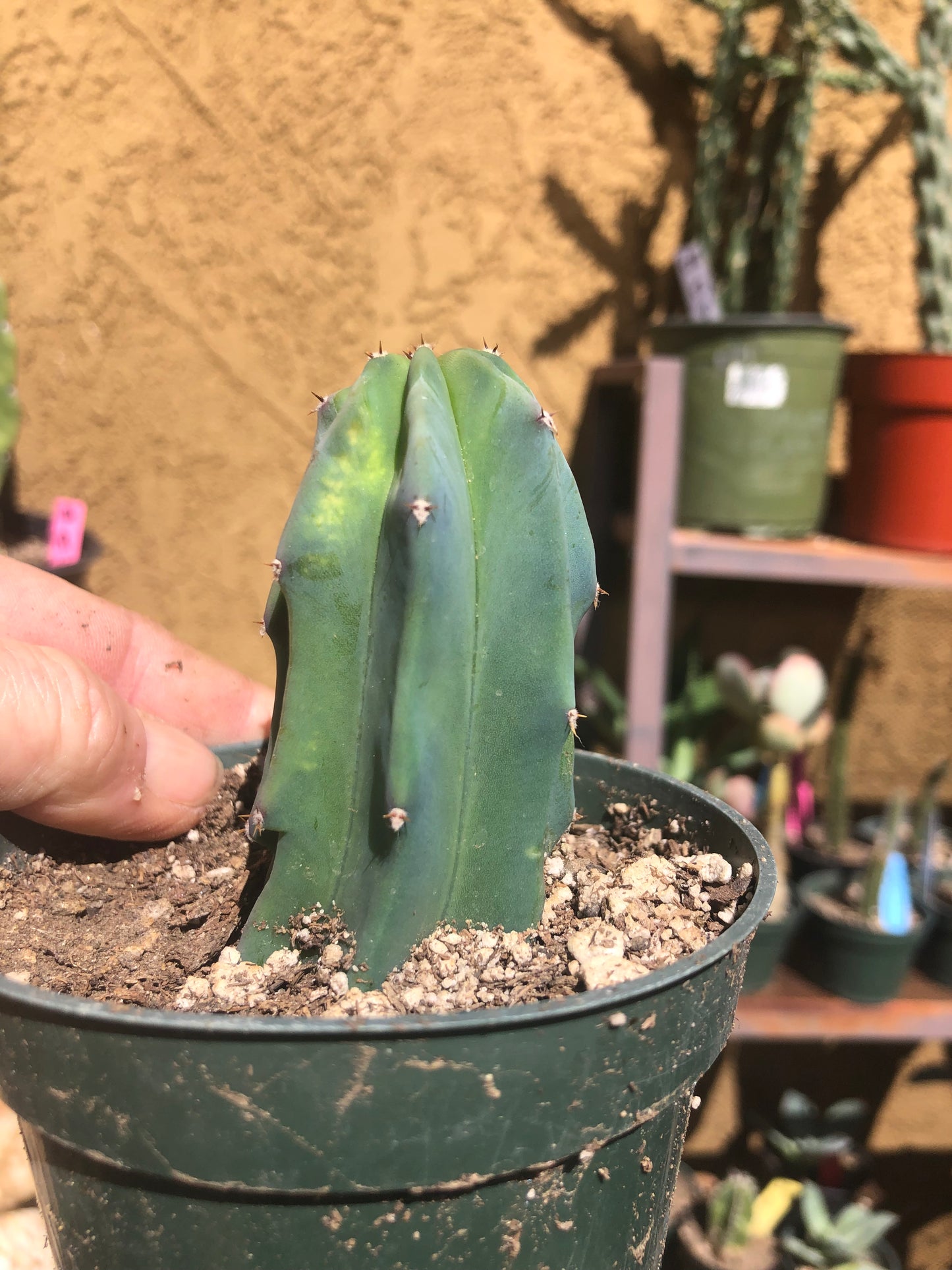 Myrtillocactus geometrizans Blue Myrtle Cactus 3"Tall #34P