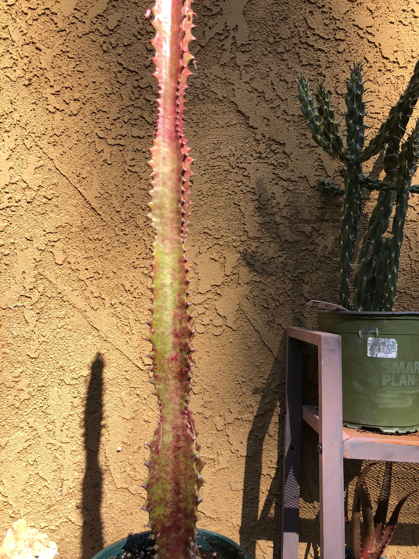 Euphorbia Royal Red Trigona 20”Tall, 12”Tall #9G