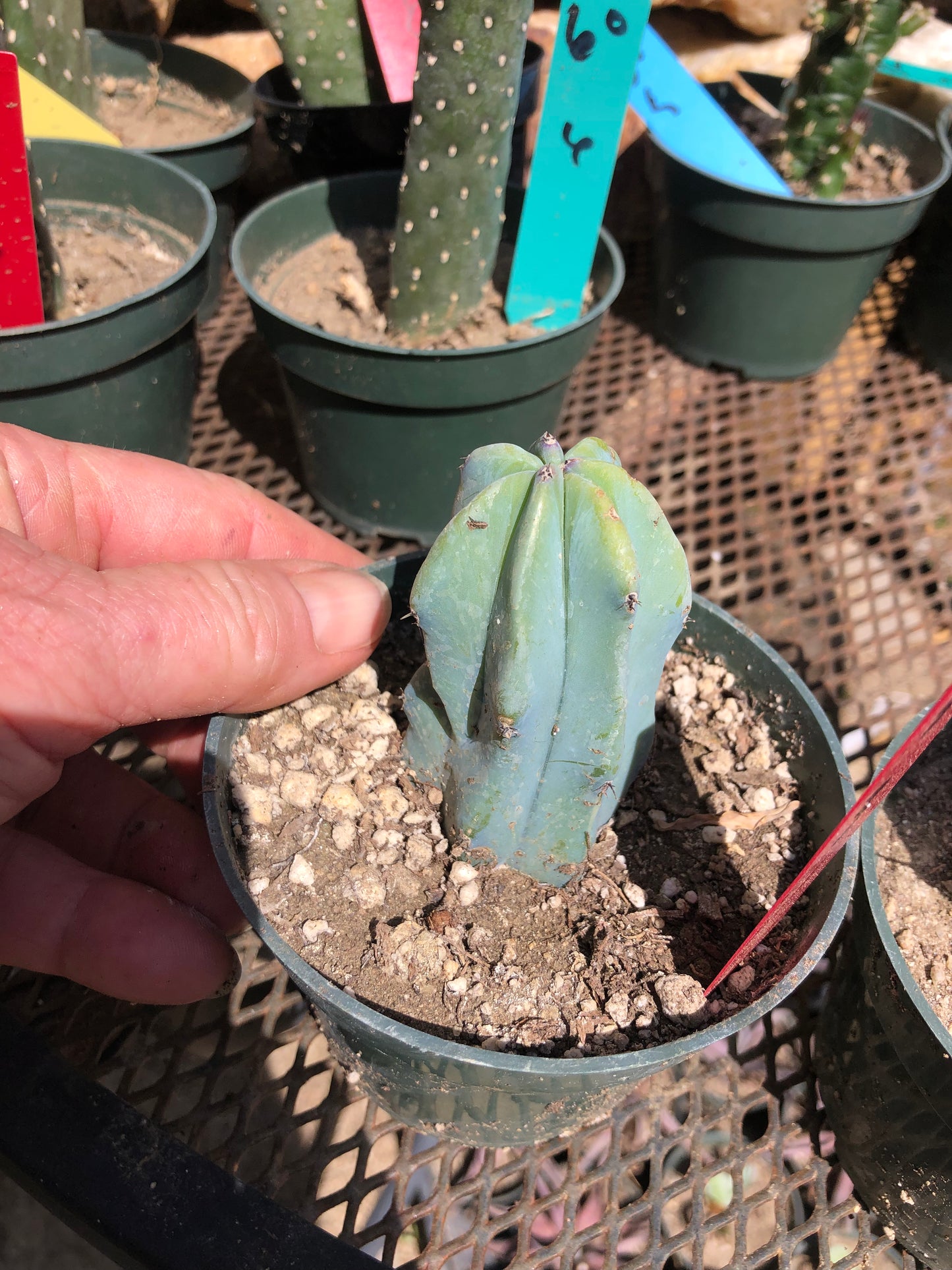 Myrtillocactus geometrizans Blue Myrtle Cactus 3"Tall #32R