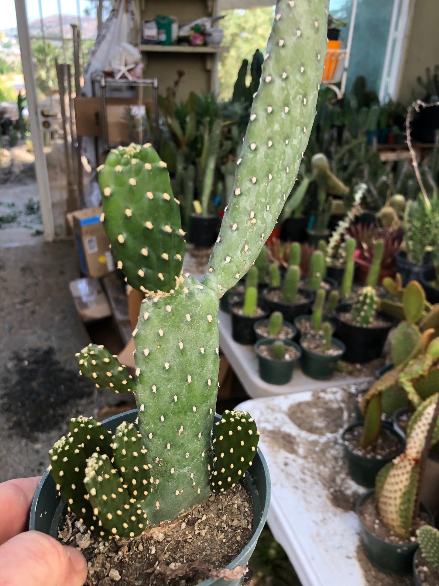 Opuntia Consolea rubescens Road Kill Cactus 11"Tall #8Y