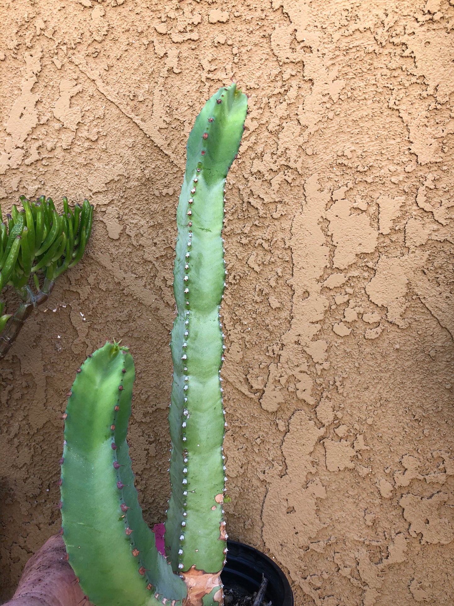 Euphorbia resinifera Moroccan Mound 17"Tall #15P