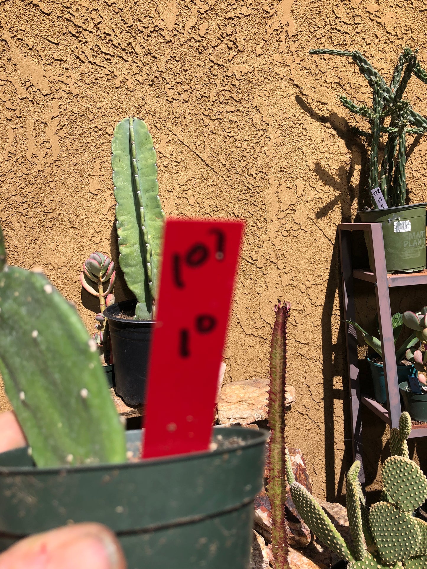 Opuntia canterae elata Cactus Ground crawler 10"Tall #101R