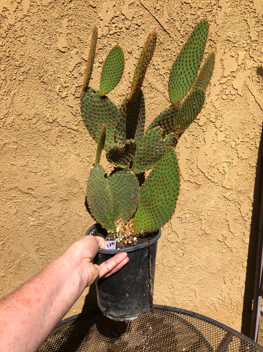 Opuntia microdasys Cinnamon Bunny Ears 18"Tall #180W