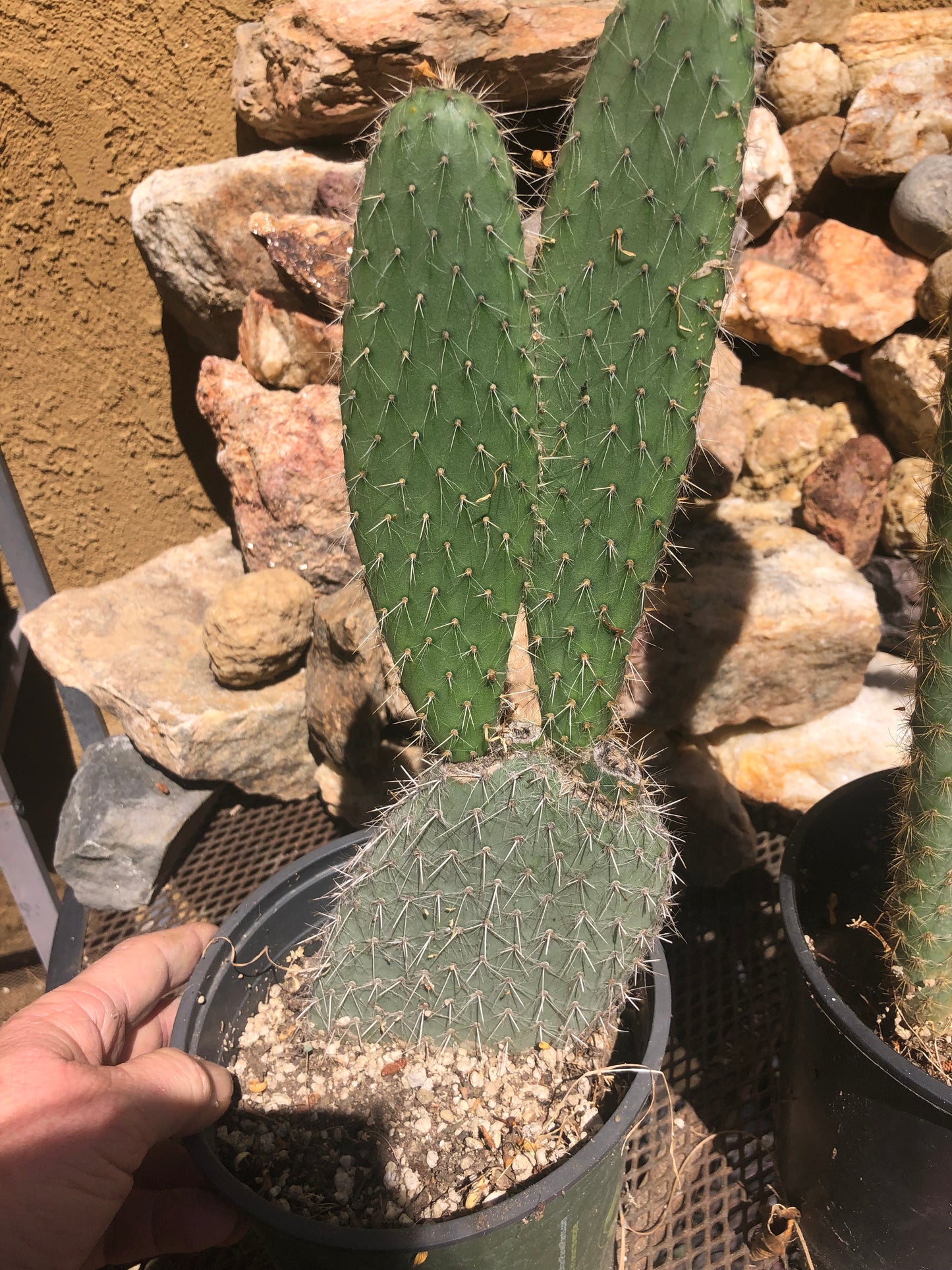 Opuntia engelmannii "White Thorned Prickly Pear" 13"Tall 5"Wide #13R