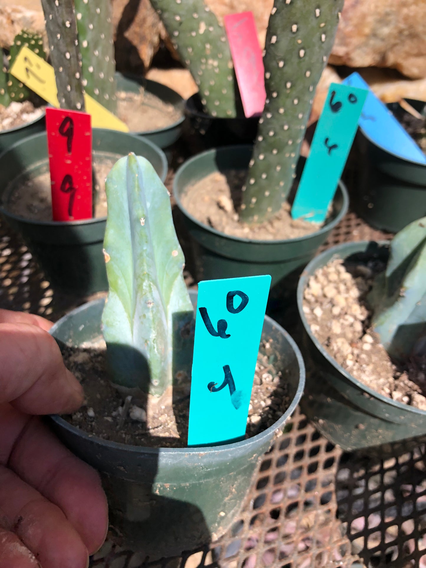 Myrtillocactus geometrizans Blue Myrtle Cactus 4"Tall #60G