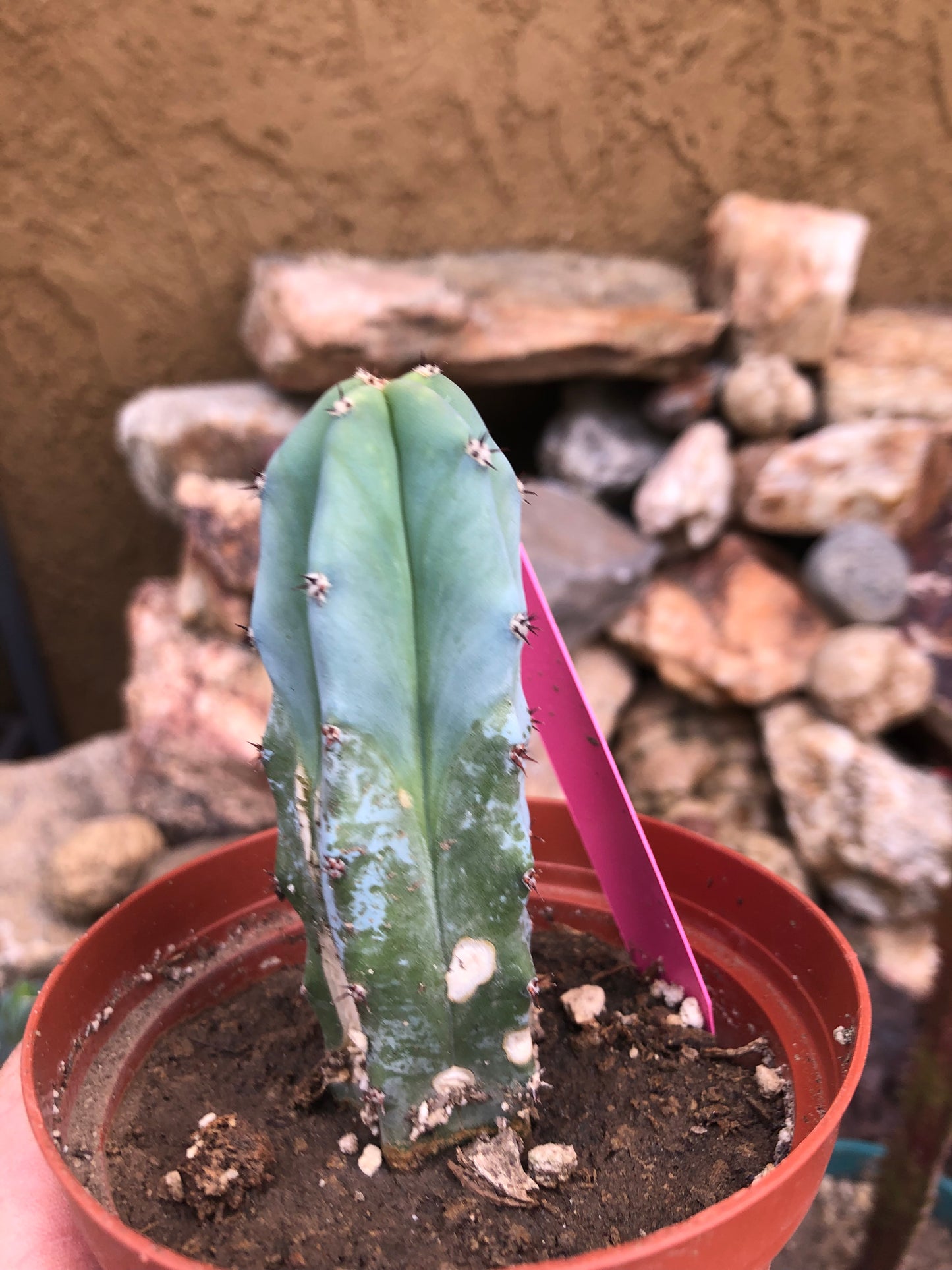 Myrtillocactus geometrizans Blue Myrtle Cactus 4"Tall #99P