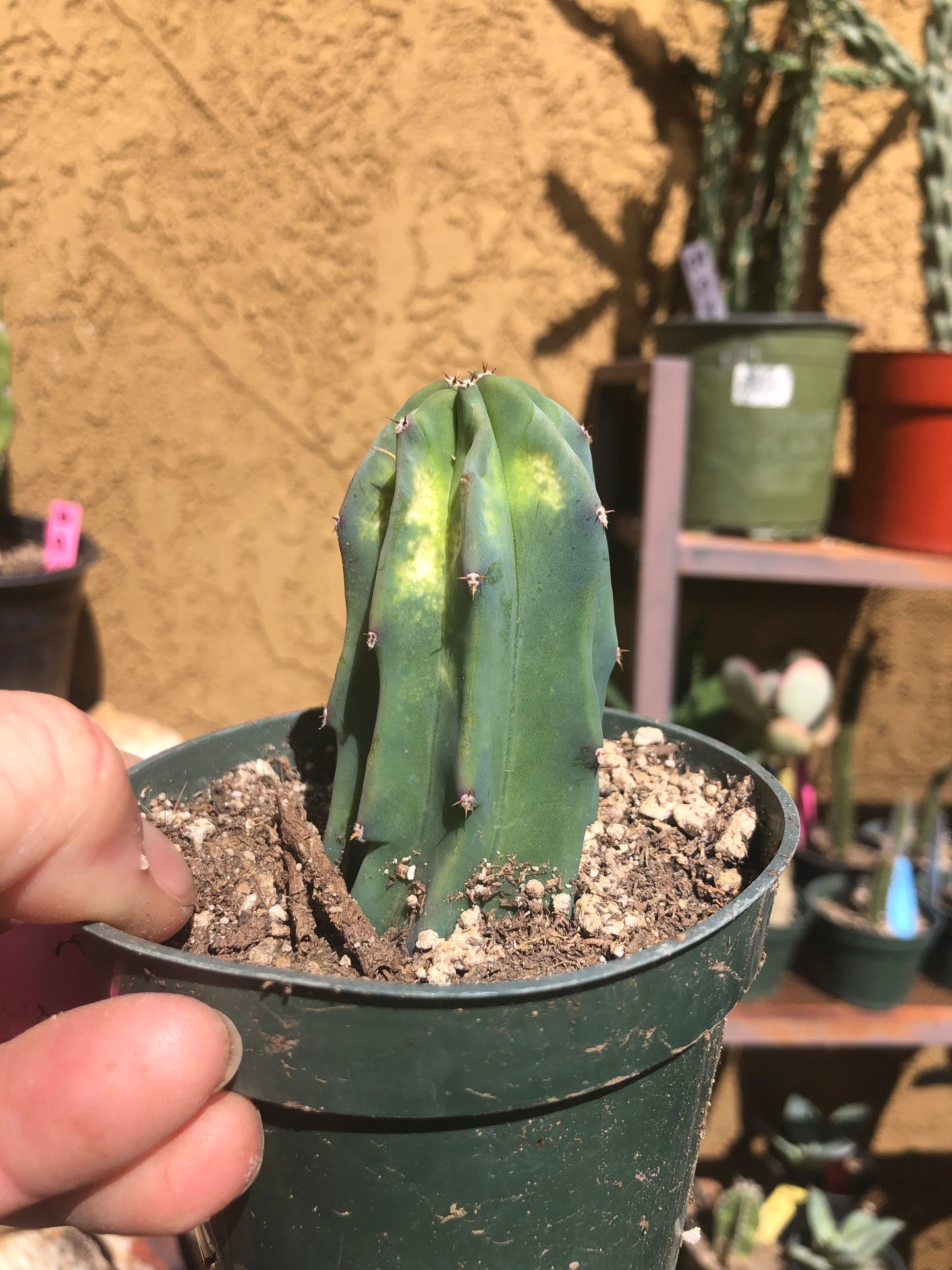 Myrtillocactus geometrizans Blue Myrtle Cactus 3"Tall #34P