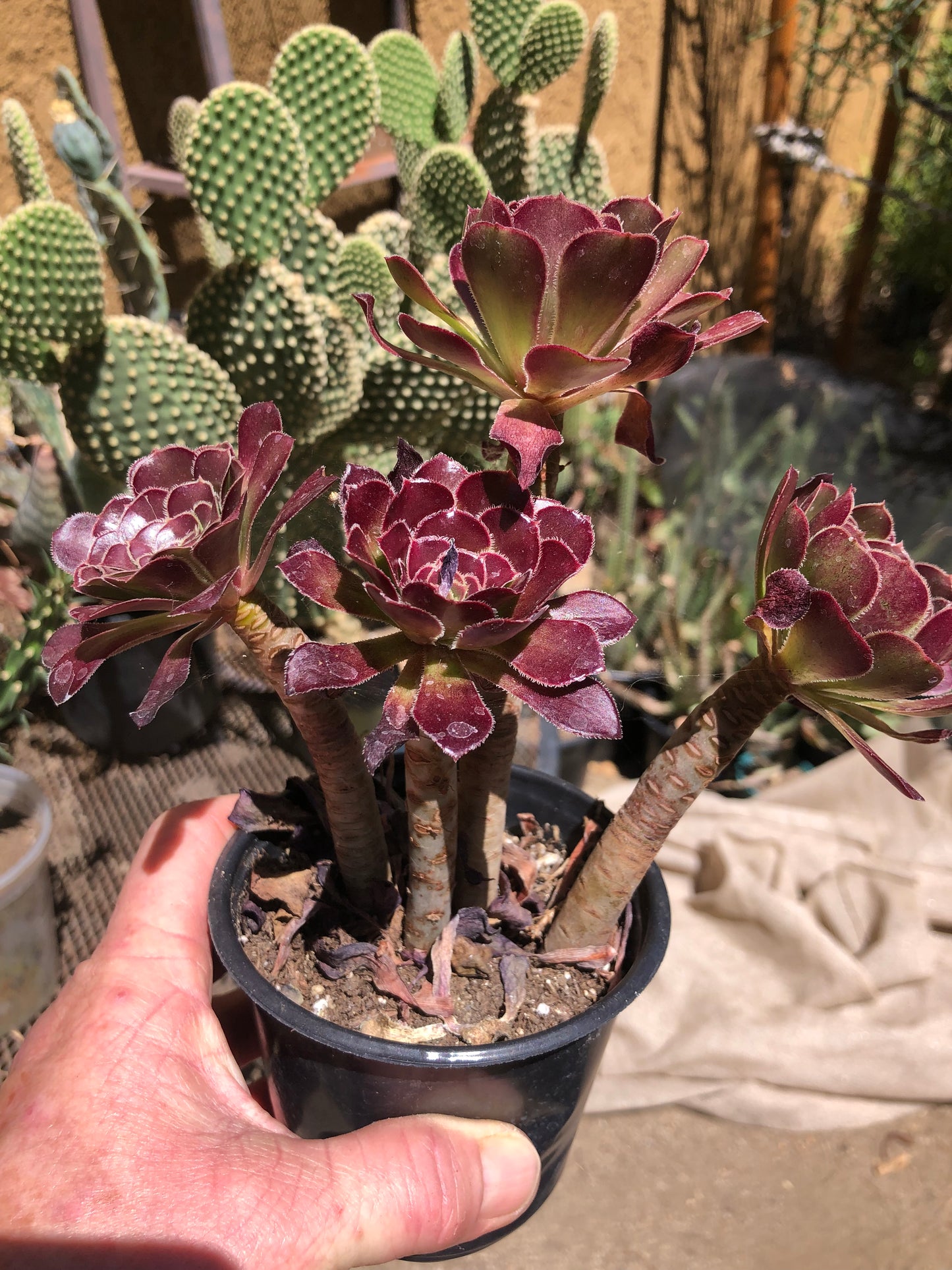 Red Aeonium "Jack Catlin"6.5”Tall #65B