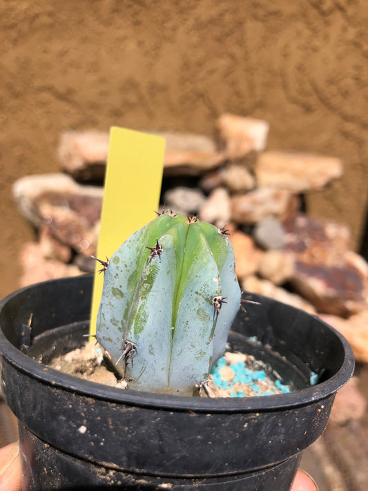 Myrtillocactus geometrizans Blue Myrtle Cactus 2"Tall #205Y