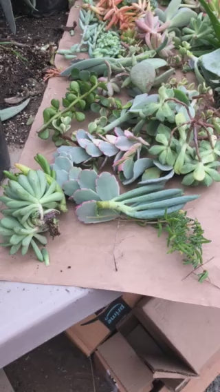 Assorted Succulent Cuttings/Clippings (100)  3"-5"Tall Variety Extras Colorful