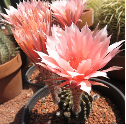 Echinopsis oxygona Salmon Color Easter Lily 1" Rooted Pup