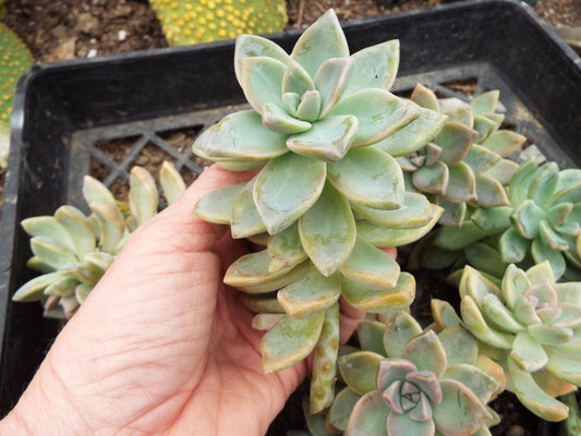 Graptosedum California Sunset (12)  4"-5" Cuttings Cactus and Succulents