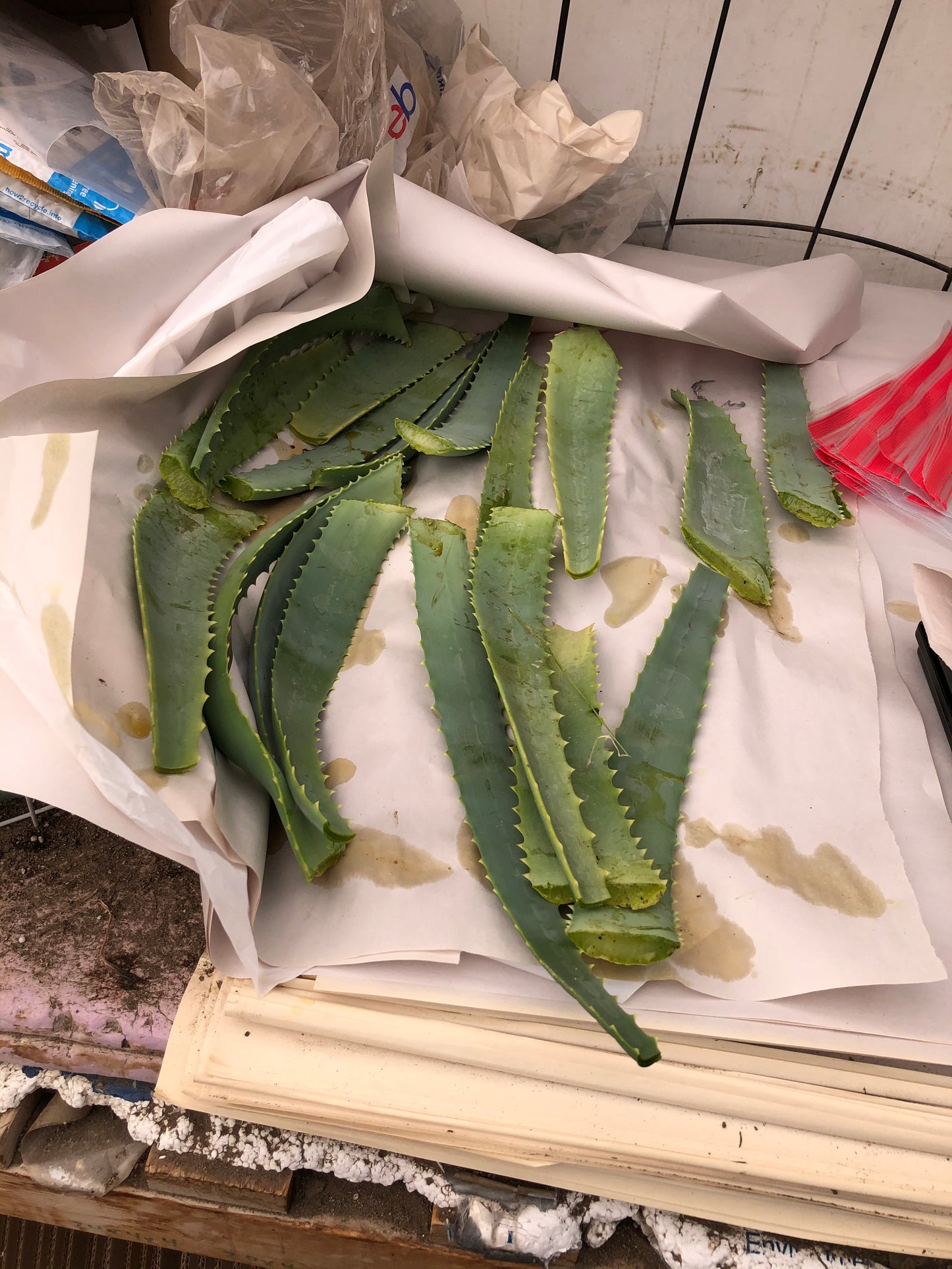 Aloe arborescens leaves 14oz Taken from 10yr Plant Sent out Fresh