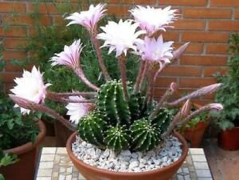 Echinopsis oxygona White Easter Lily 1" Rooted Pup