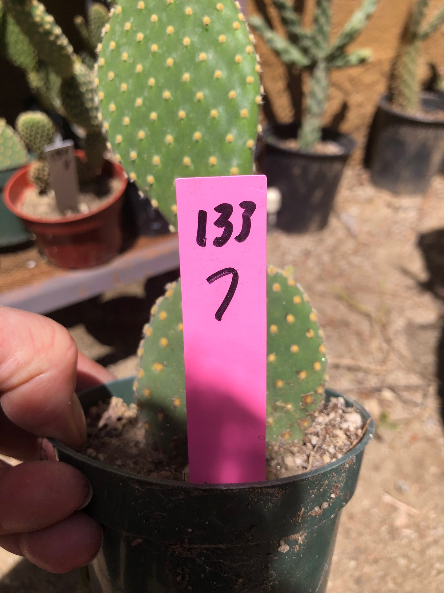 Opuntia microdasys Off White Bunny 7"Tall #133P