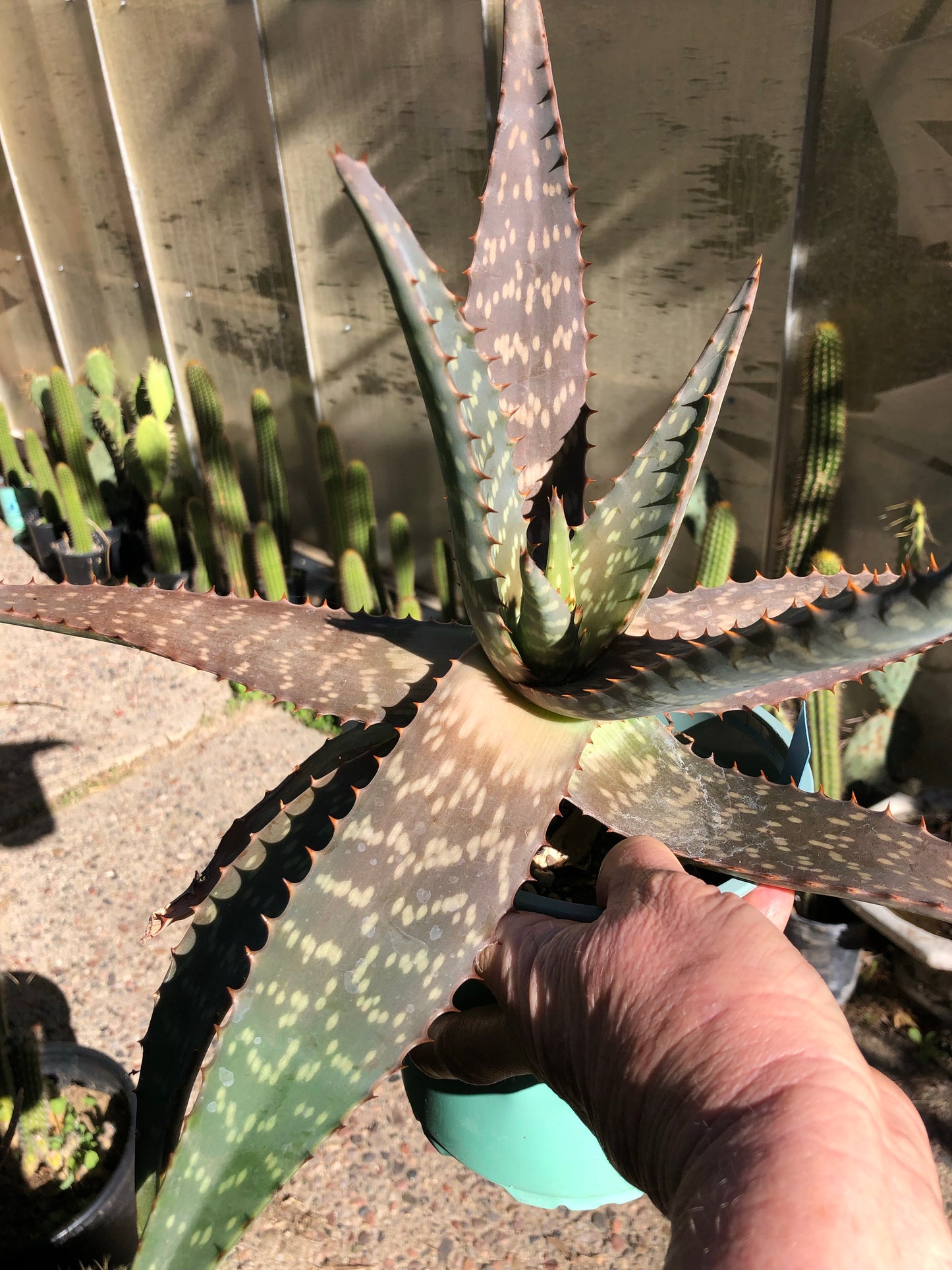 Aloe swynnertonii 17"W Extra Large #1B