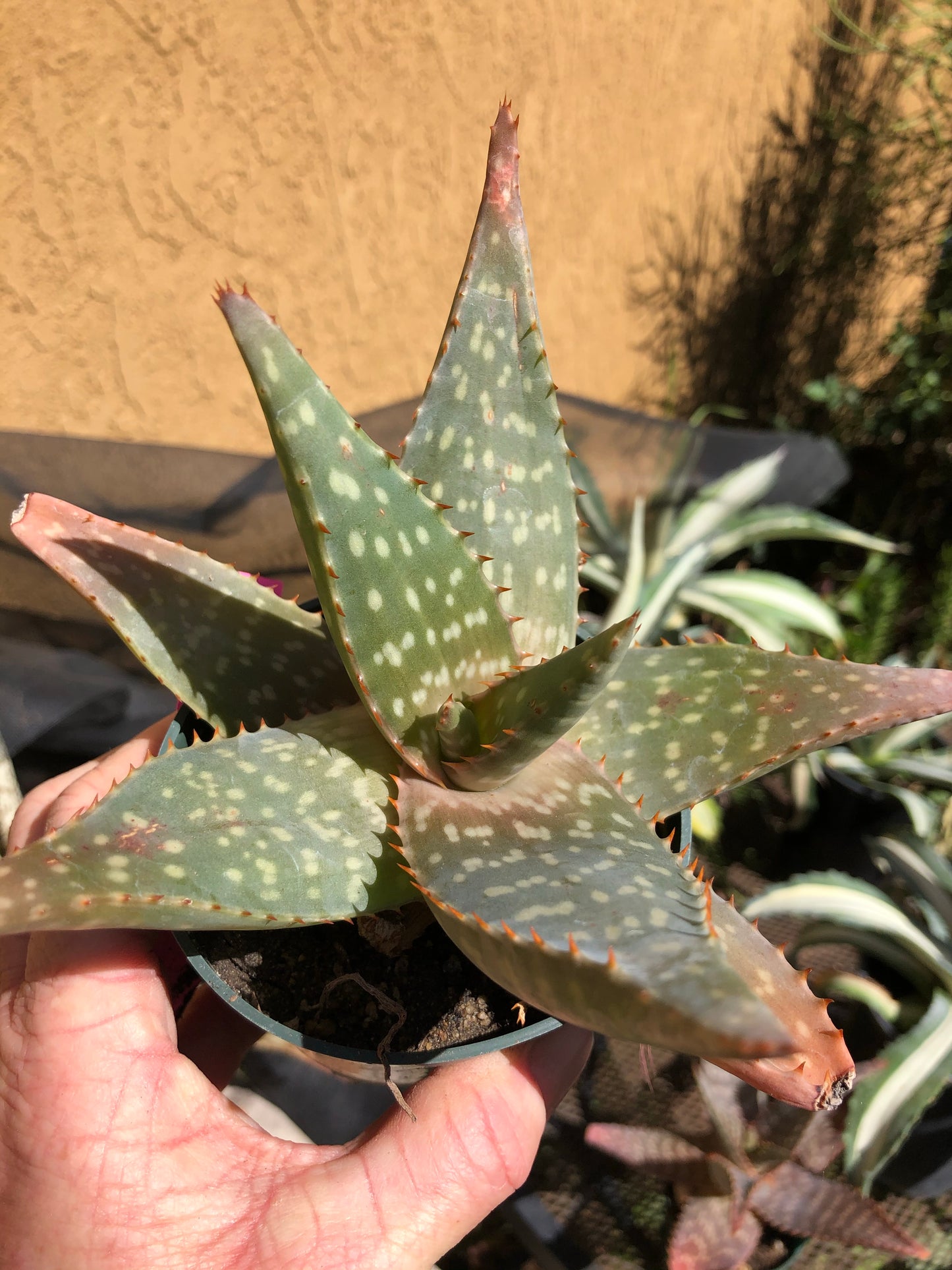 Aloe swynnertonii 7" Wide #2P
