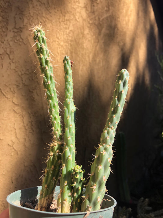 Cylindropuntia imbricata Buckhorn Cholla 7”Tall #71W