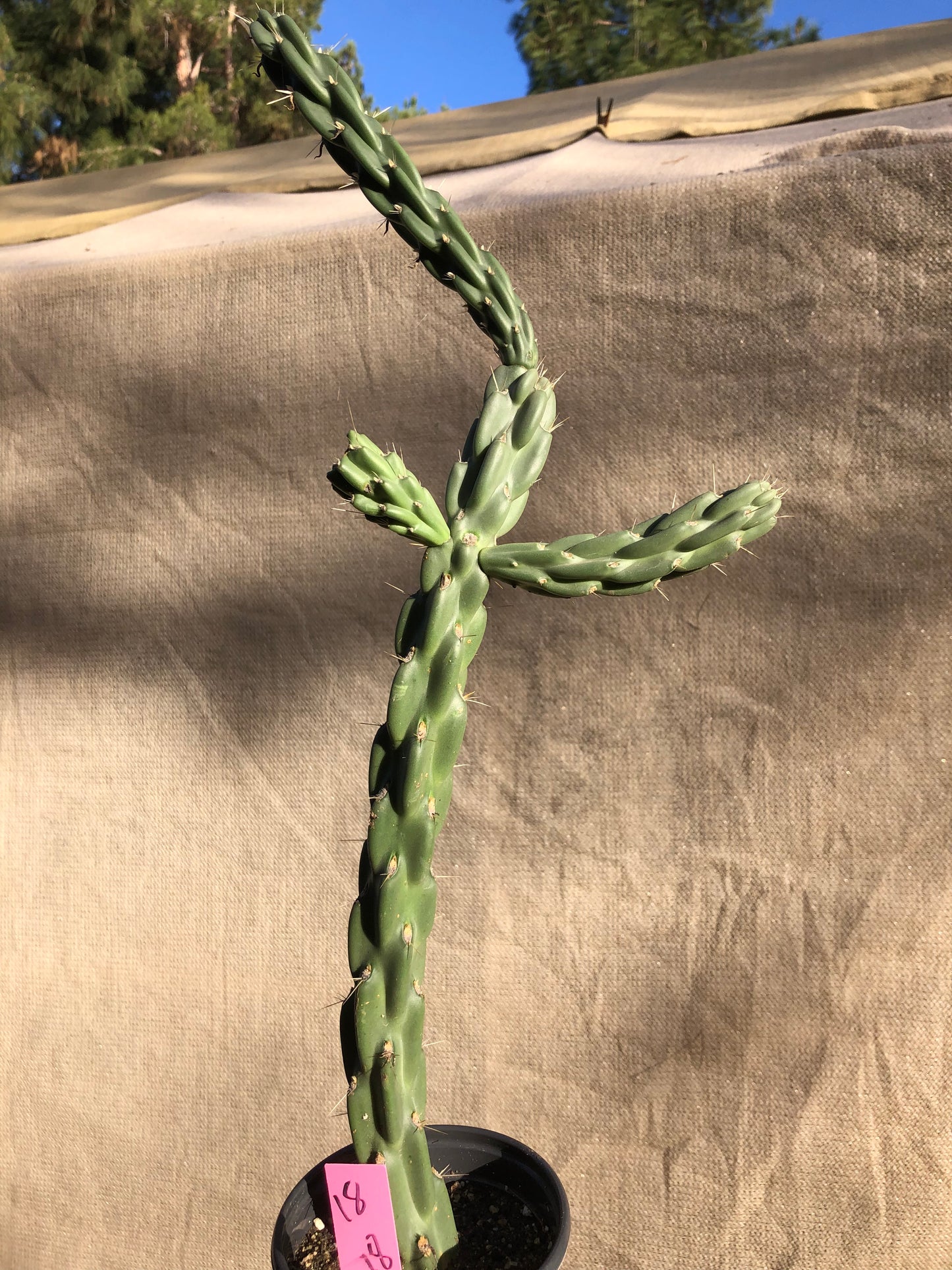 Cholla Cylindropuntia Buckhorn Cactus 18”Tall #18P